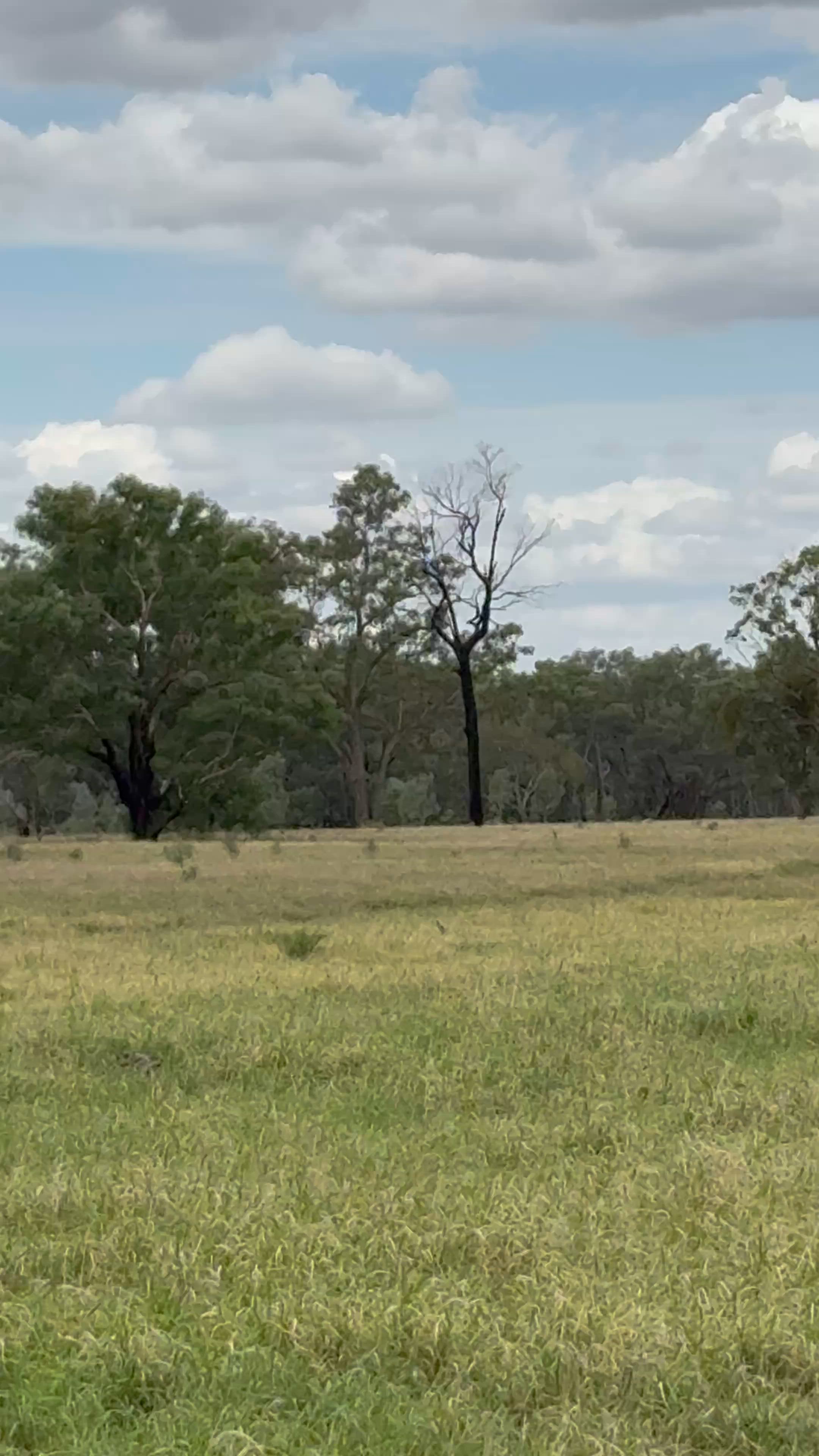 shot this fella with the 223🙌🏼