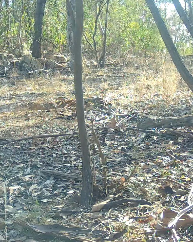 Good boar on trail camera