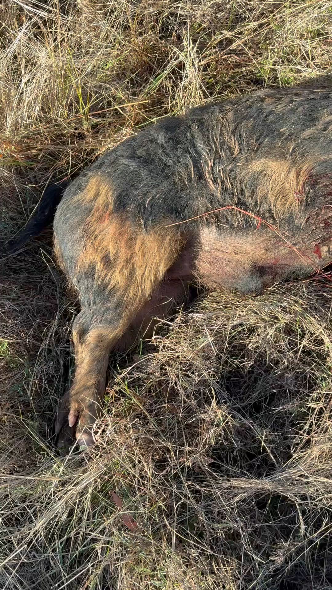 Hooky Young Boar 🐗