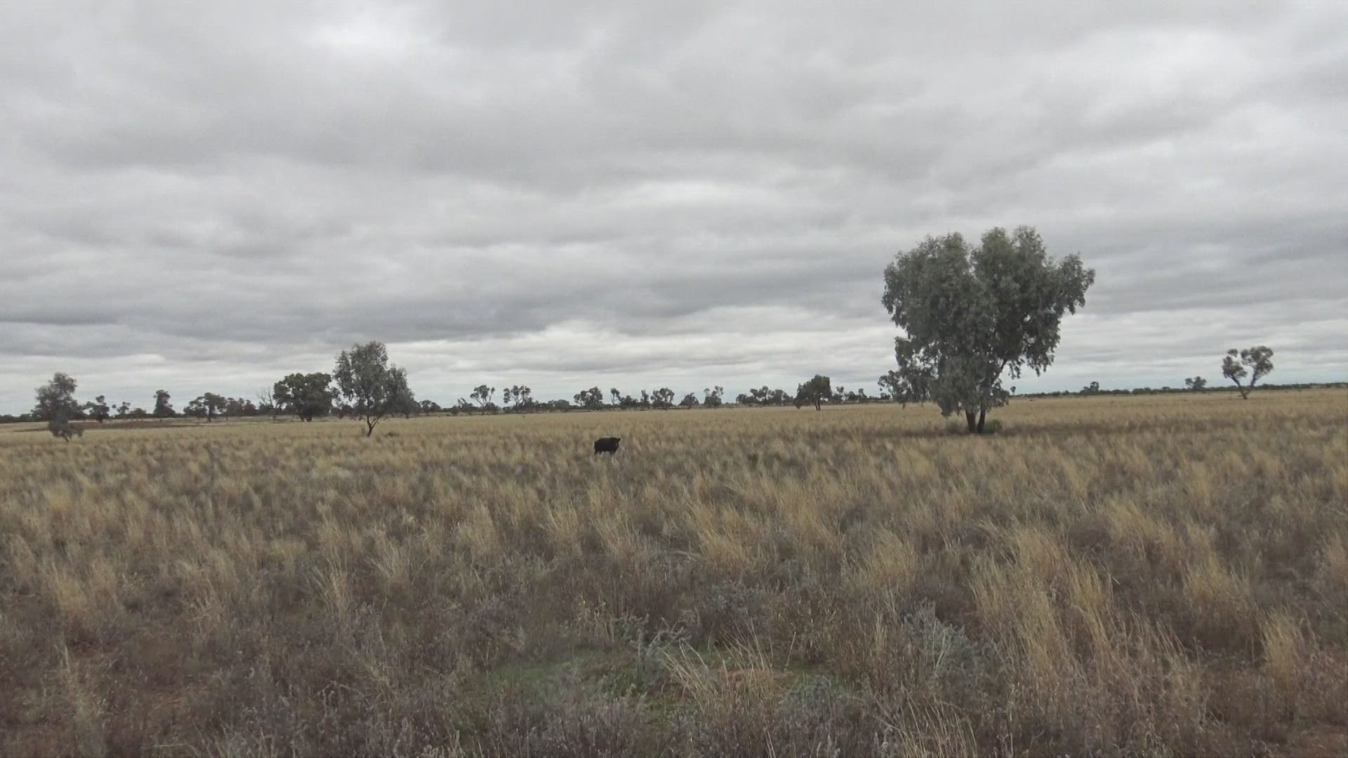 E11 Josh Knight -  Grunter hunters