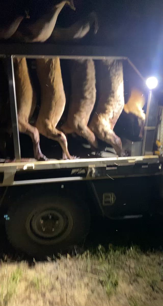 Locked & Loaded with macropods 🤙