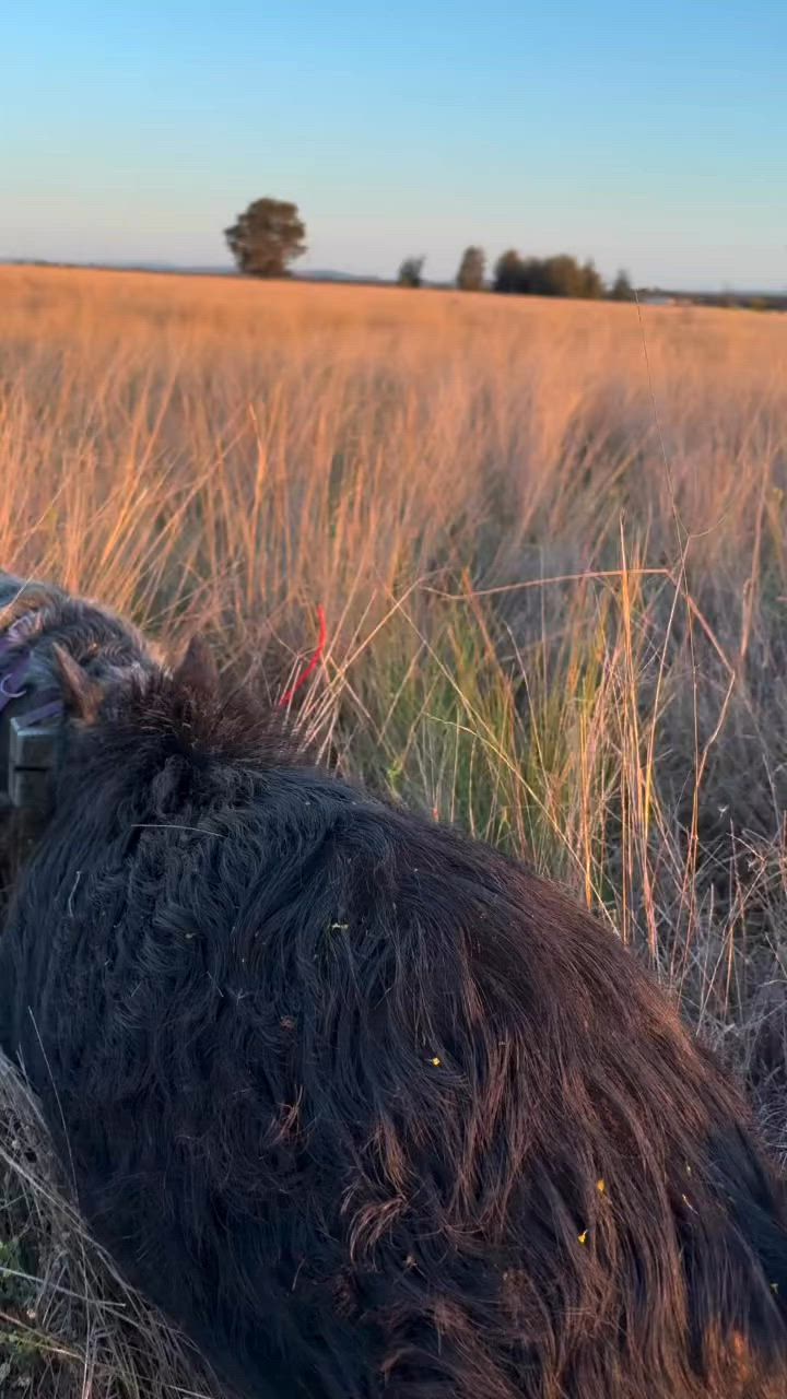 afternoons shenanigans