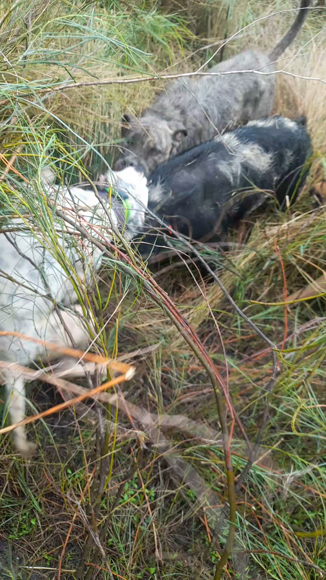 Good  boar for the day 60-70kg