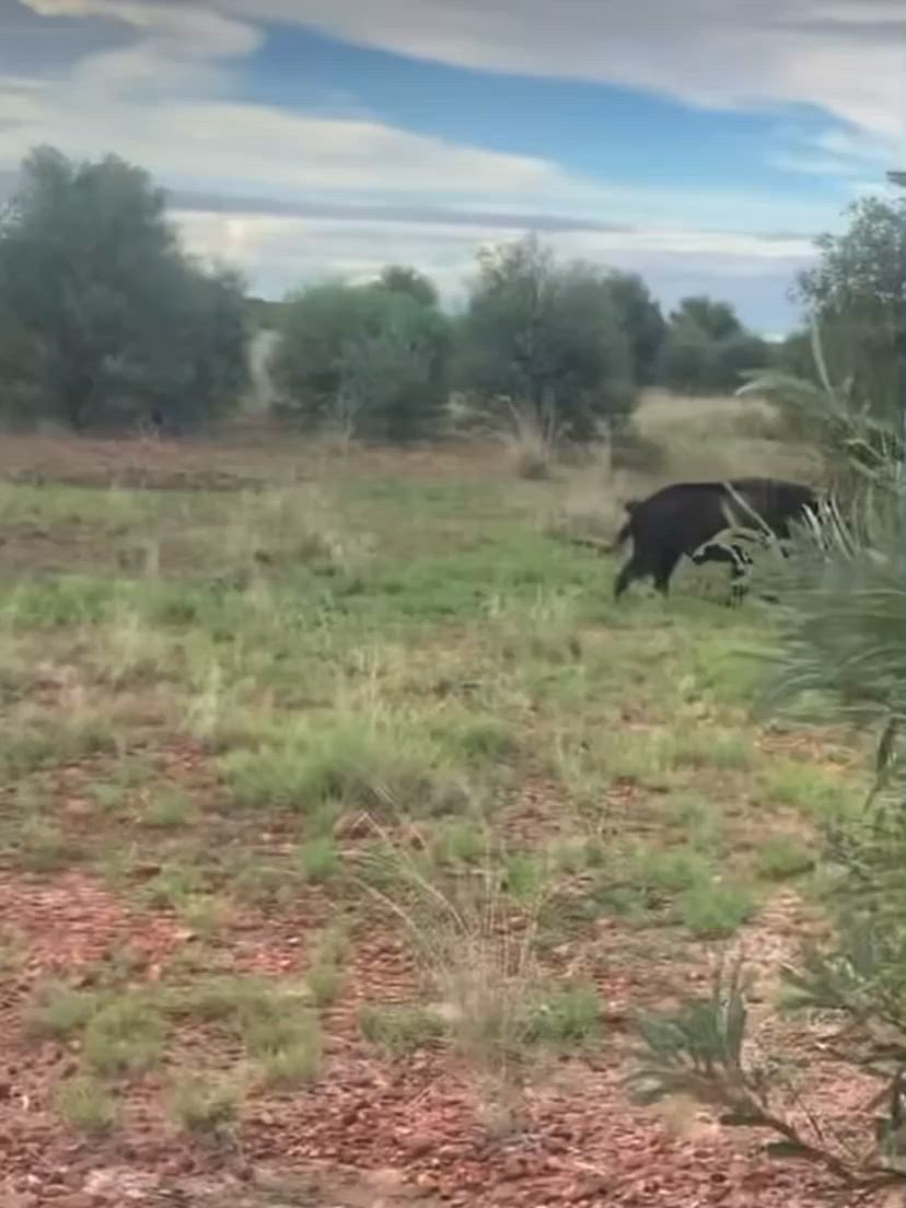 front legs are overrated!