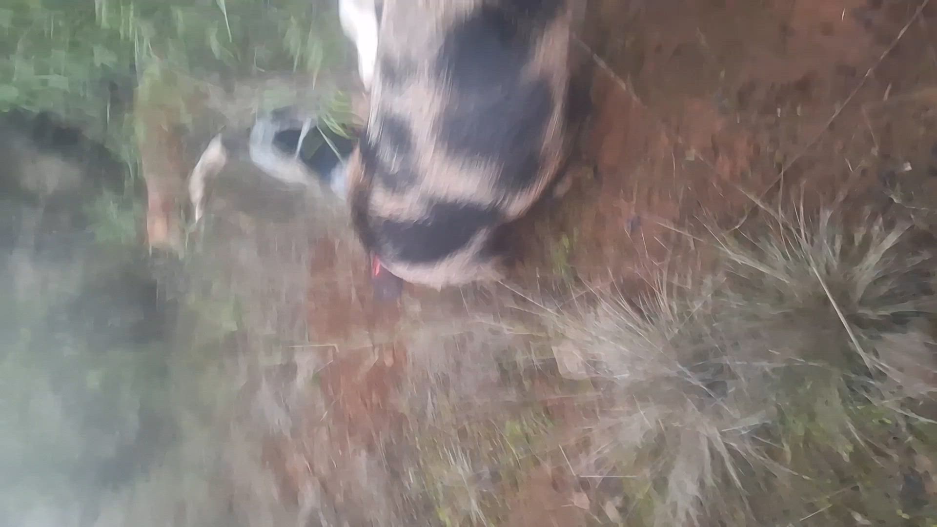 1k find from the dogs