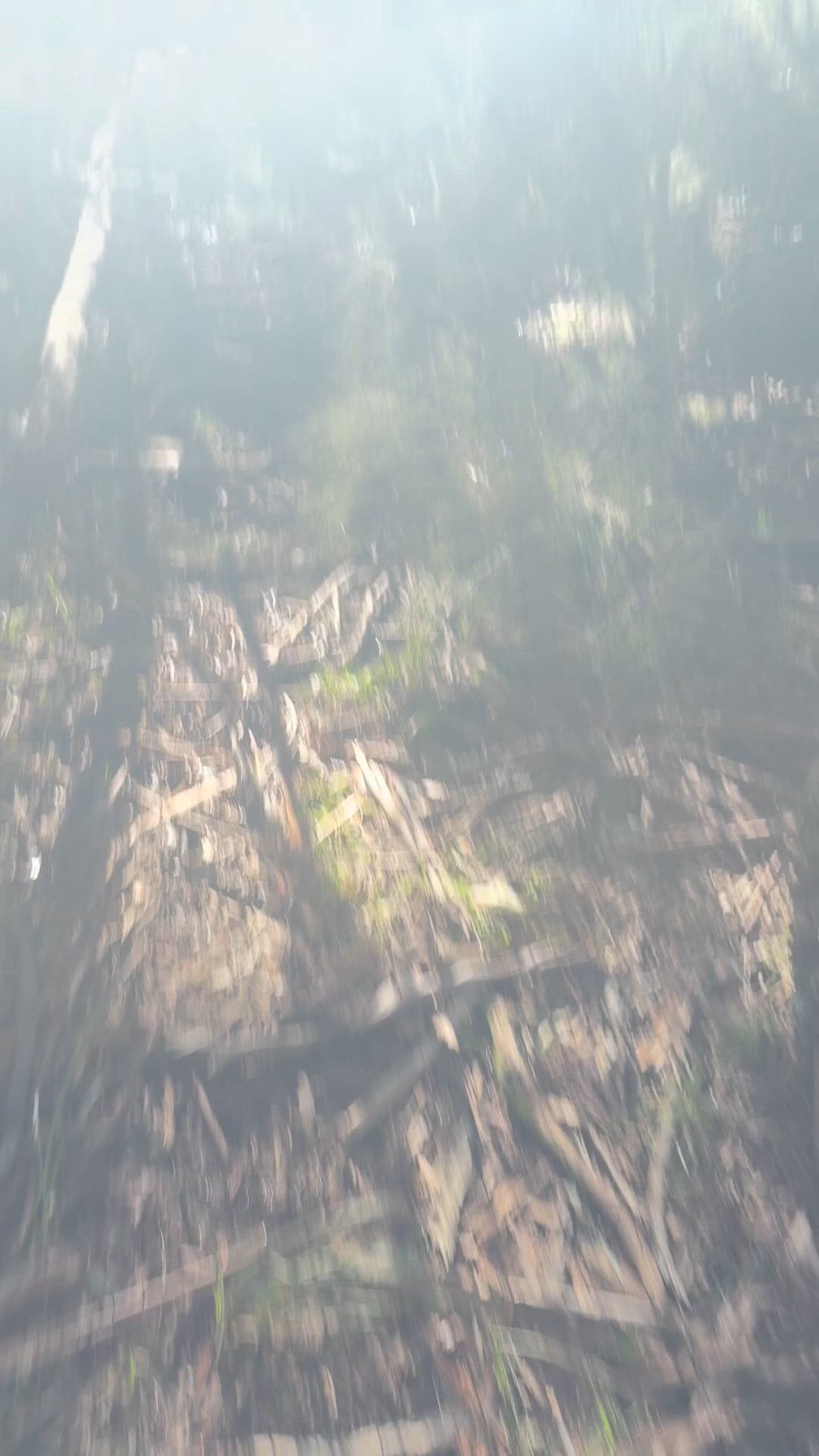 🐗