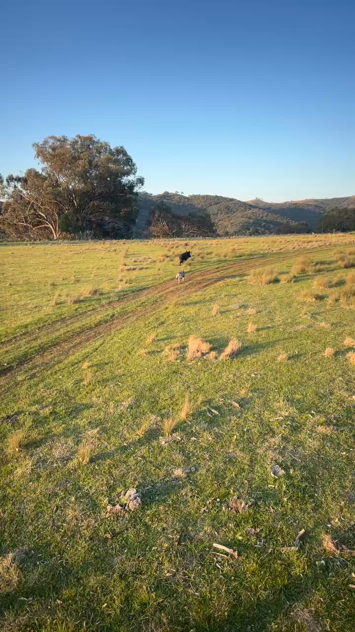 doogzy with a boar on the flat