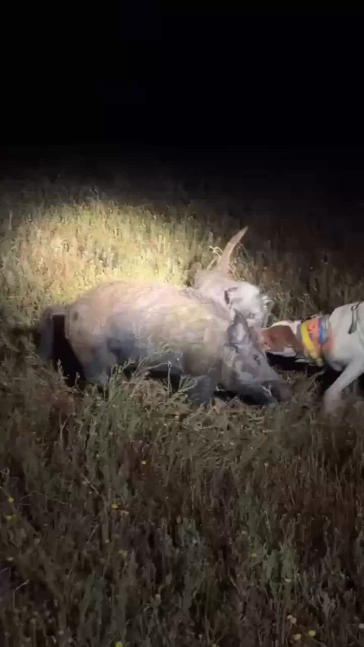 🐗