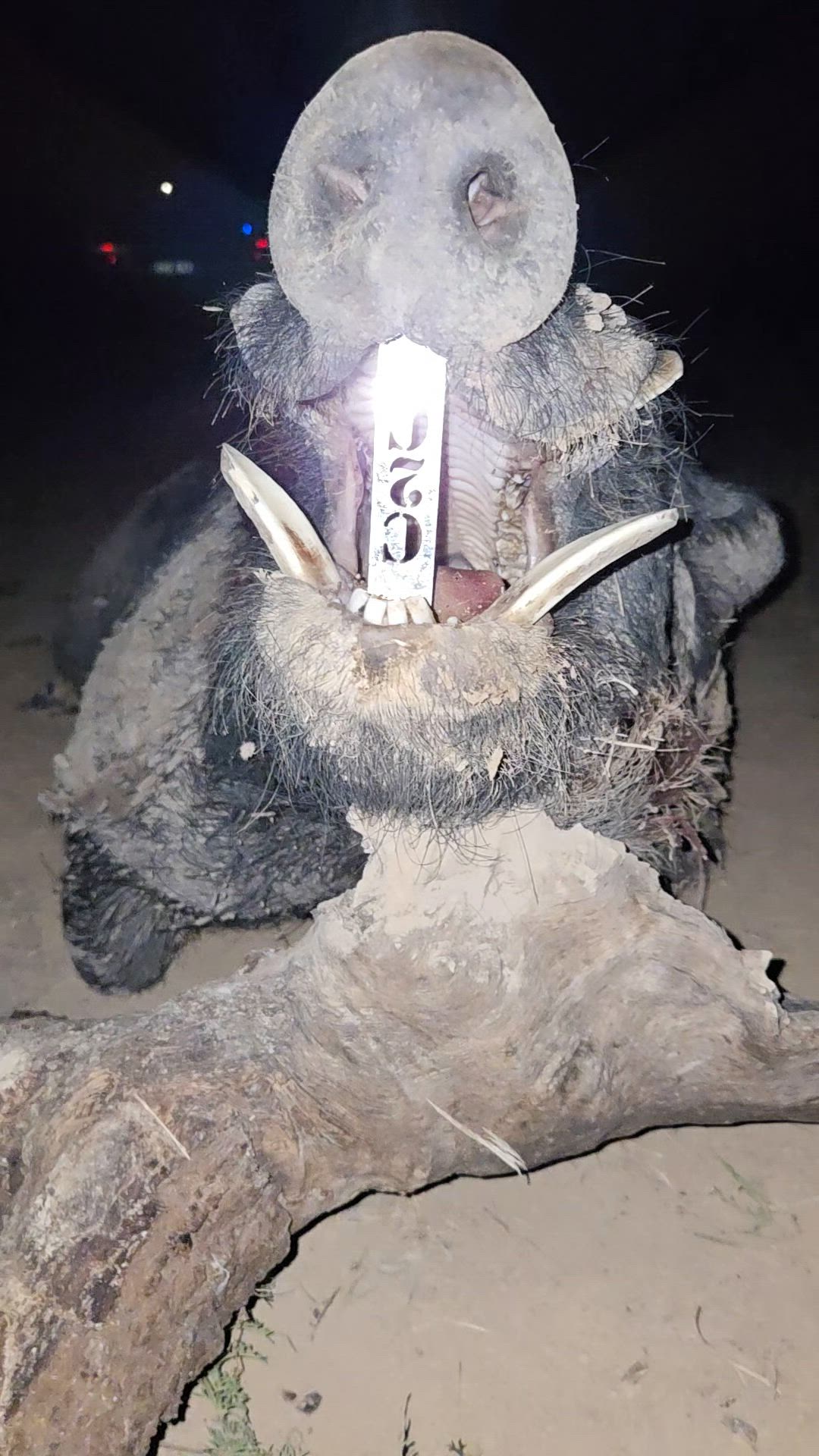 Hooky Boar 💪🏽⚔️💪🏽