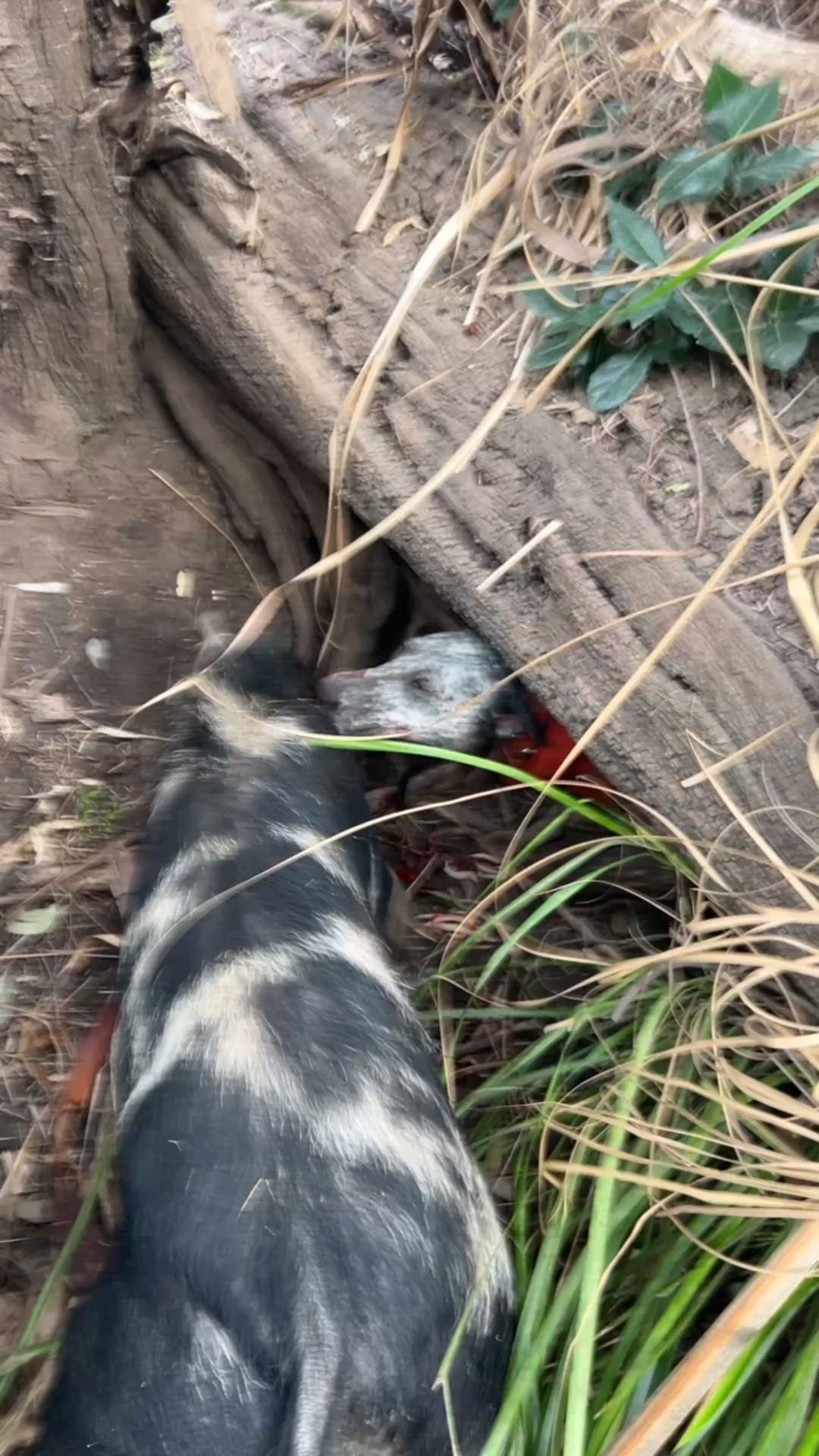 good little young boar