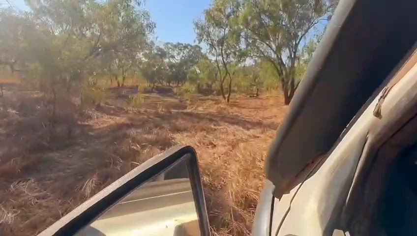 Wetseason Build Up Boar