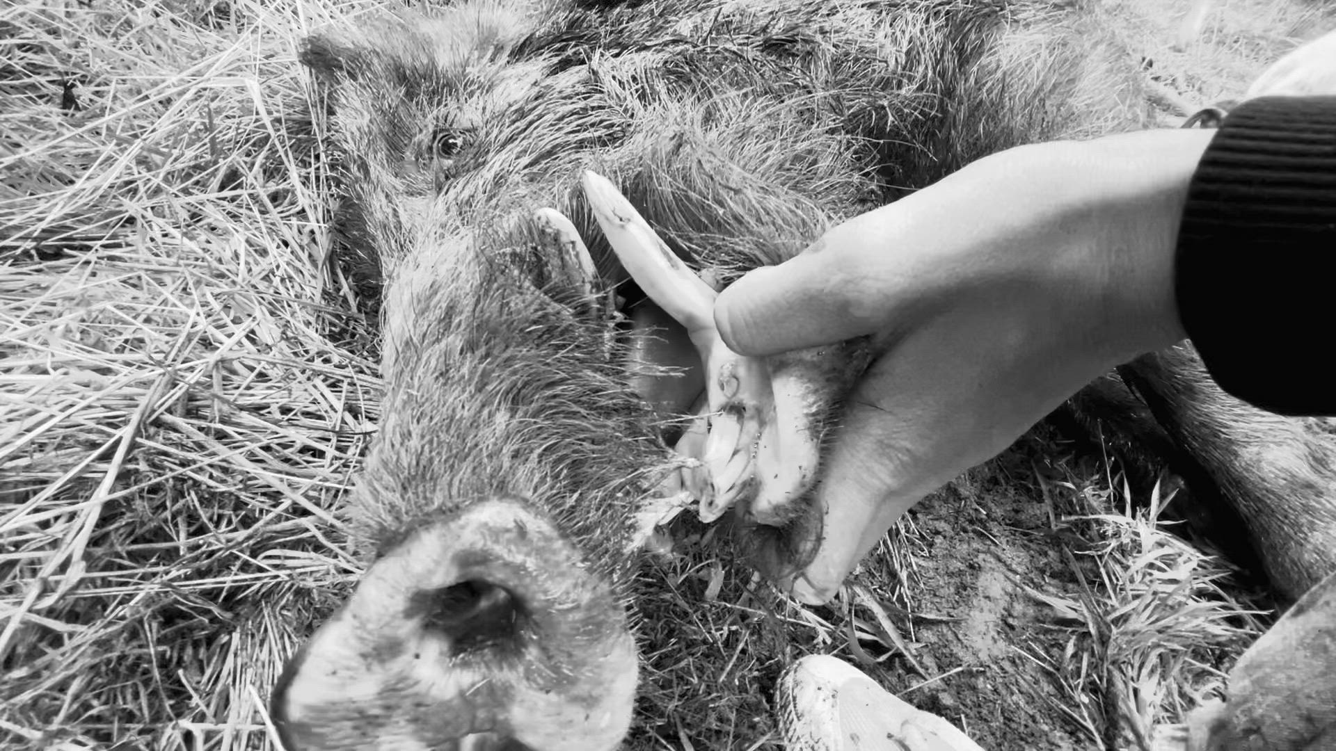 boar 🐗