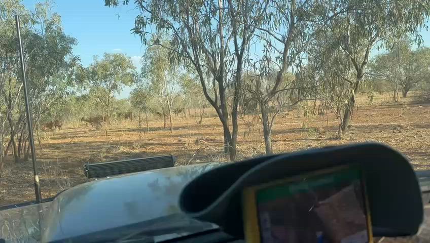 Wetseason Build Up Boar