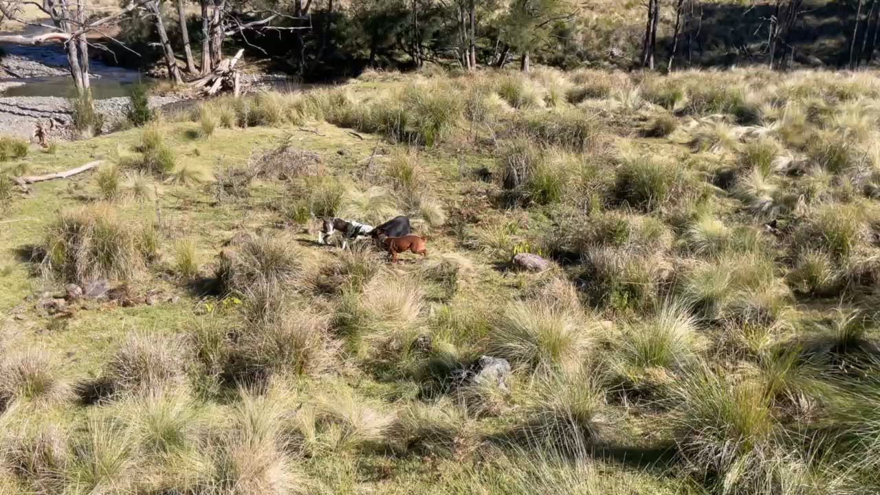 mountain boar