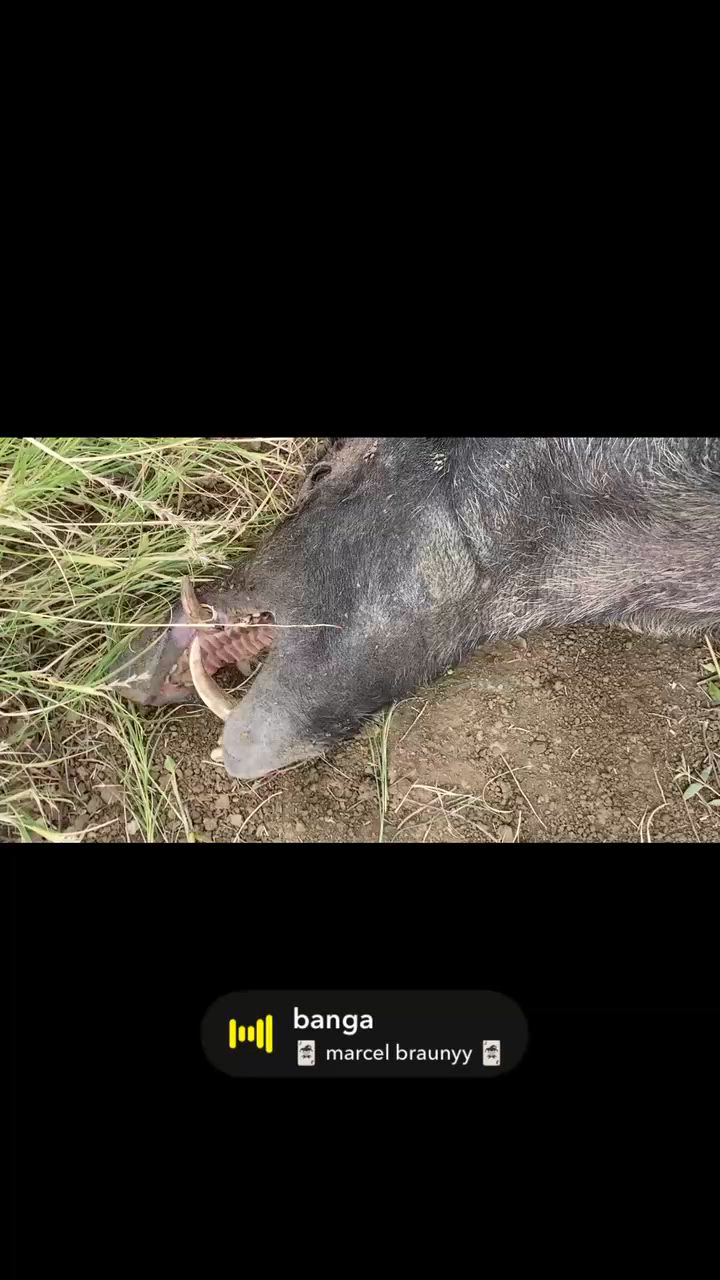Cheeky One ear Channel Barra