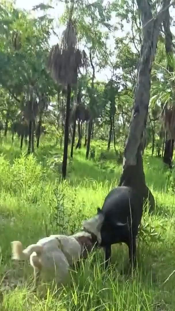 E3 Alex Zweers Grunter Hunters Series