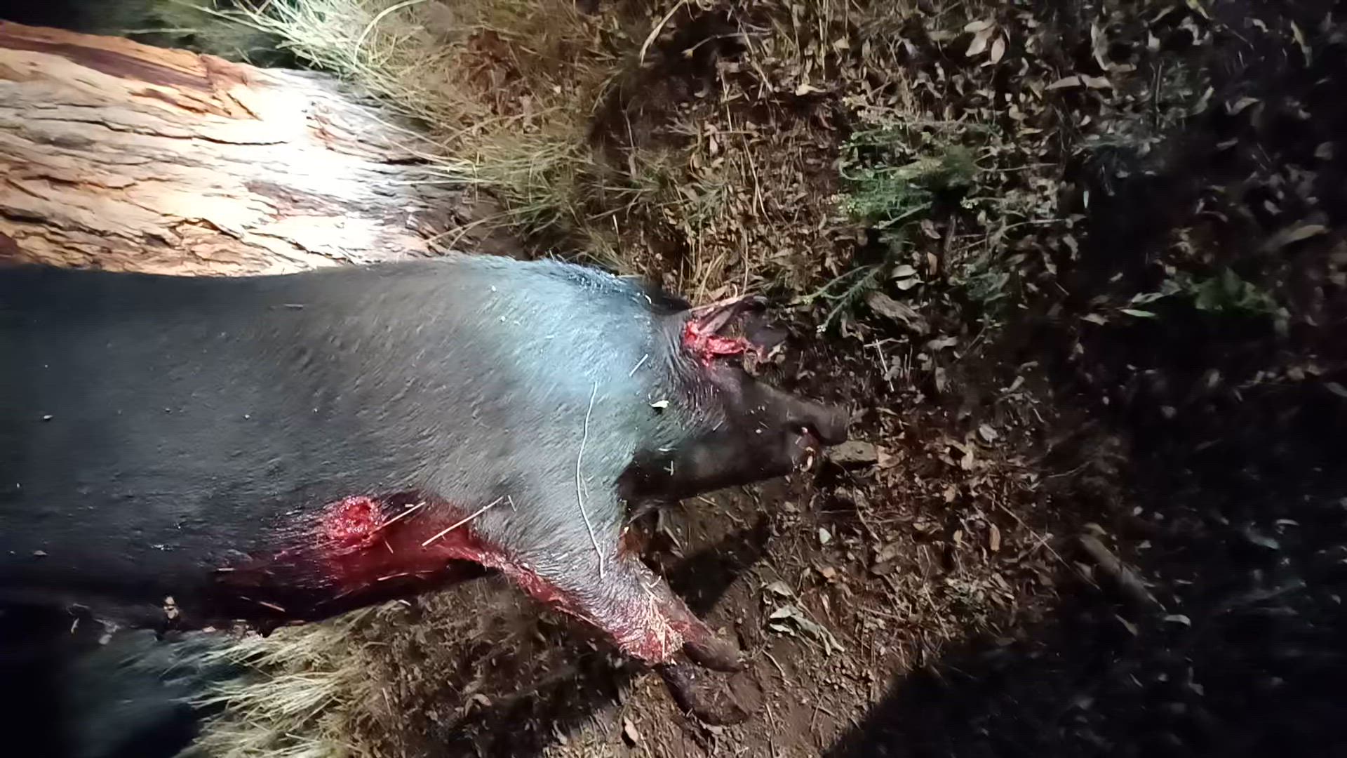 pig doggin