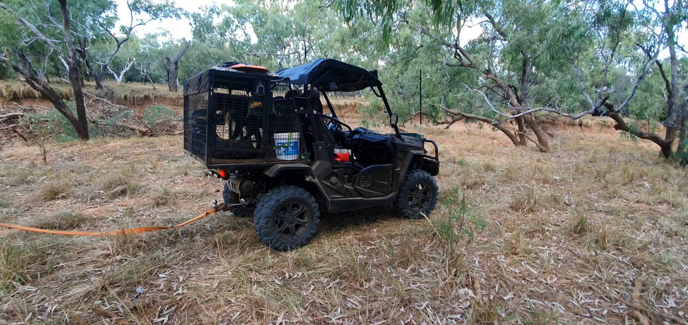 Wetseason Build Up Pig