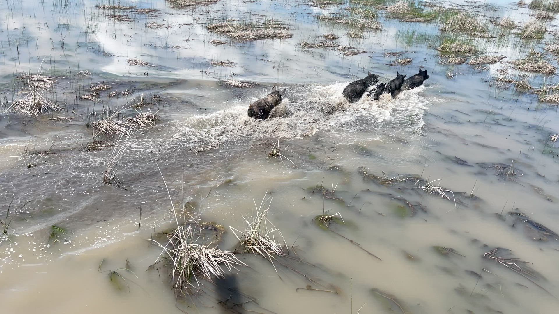 Nice hogs on the swamp.