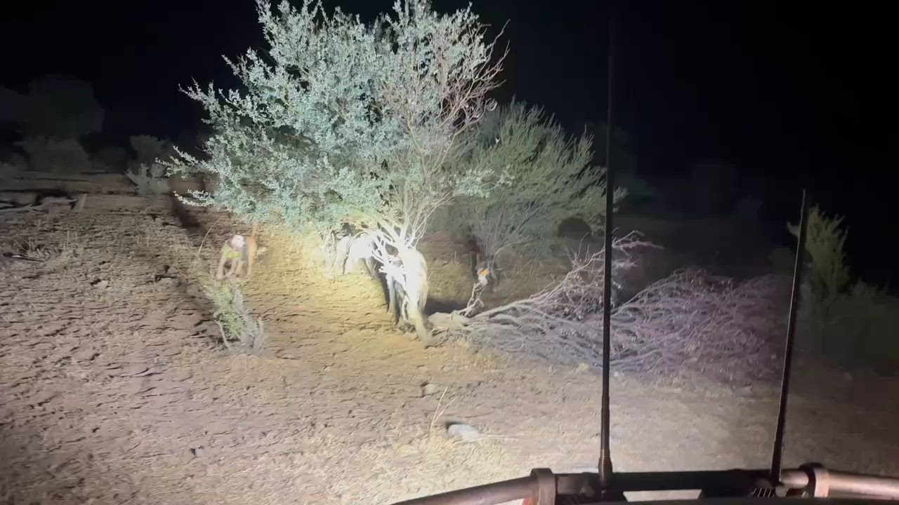 Wetseason Build Up Boar