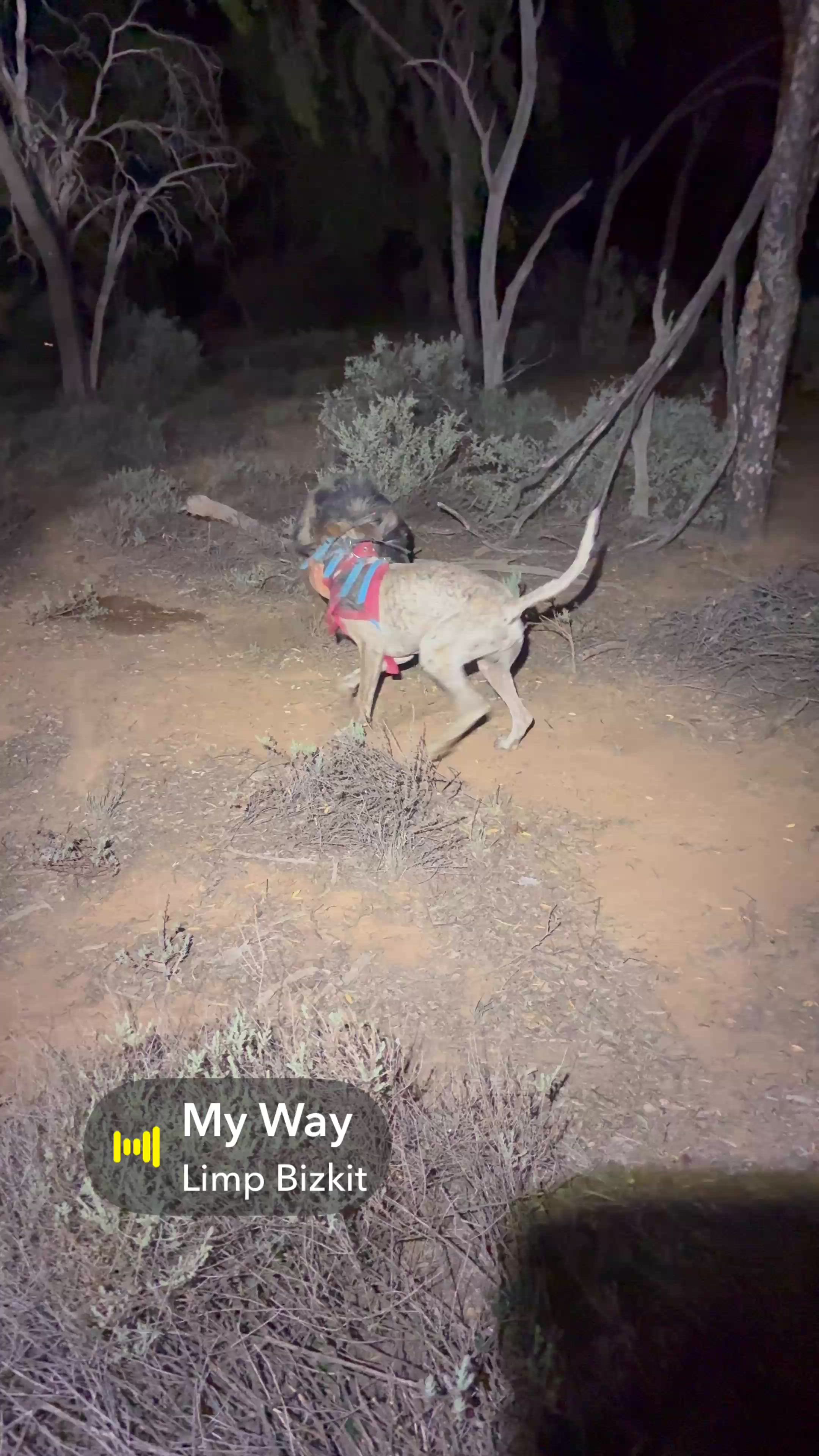 good boar to start the new year