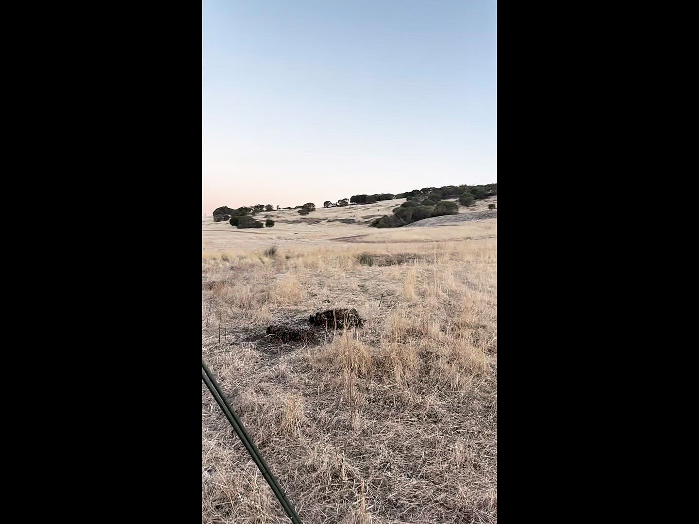 Day light fox calling