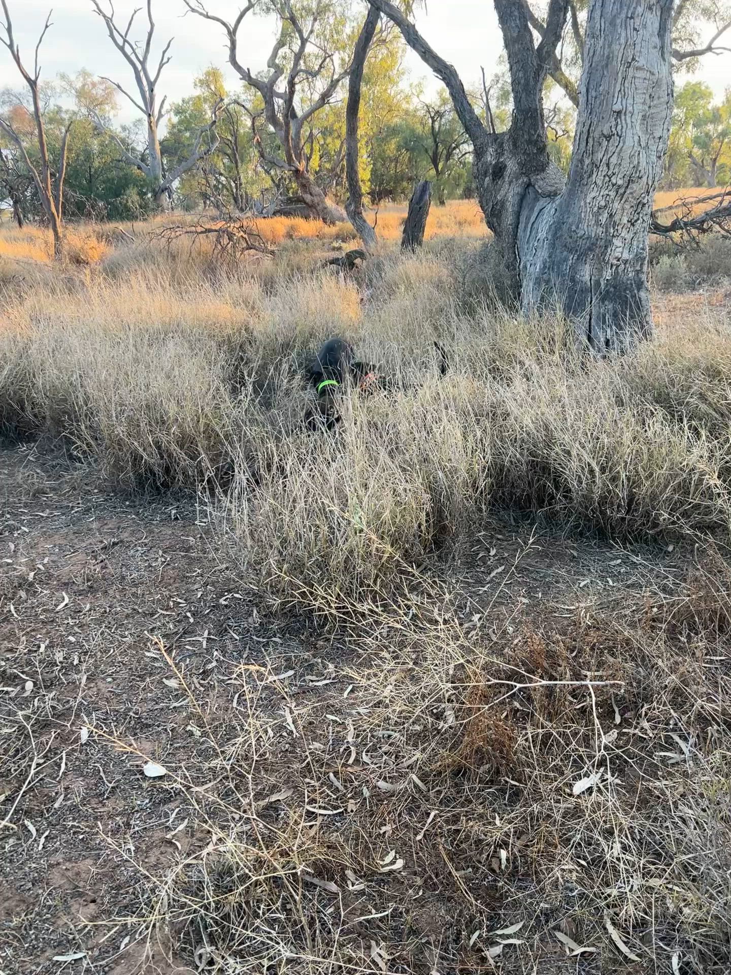 Quick walk turns into loaner boar