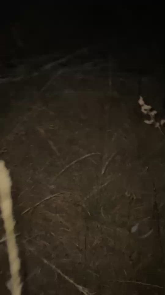 good boar for the night