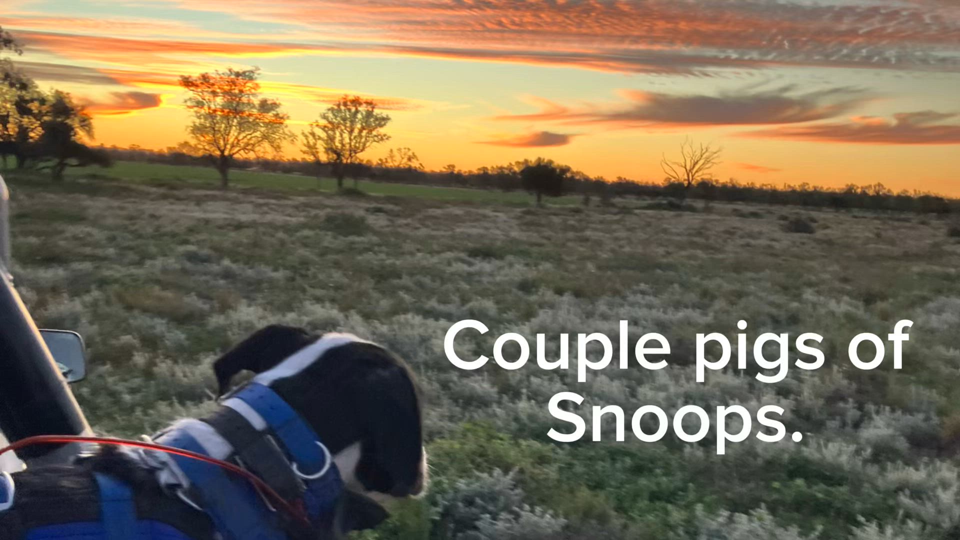 Few pigs my dog got.