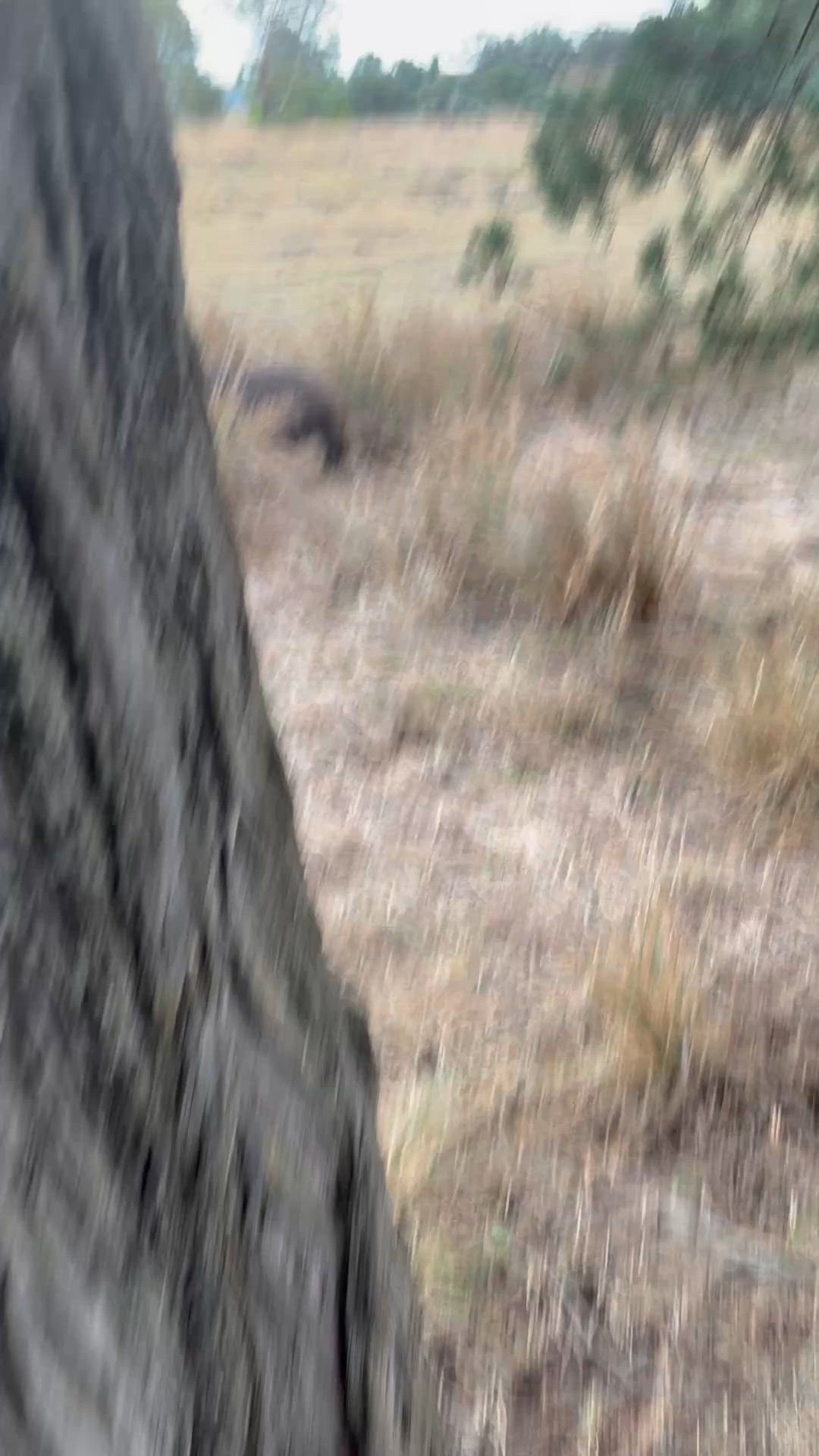 my black and tan kelpie huntaway bailing up a nice little sow