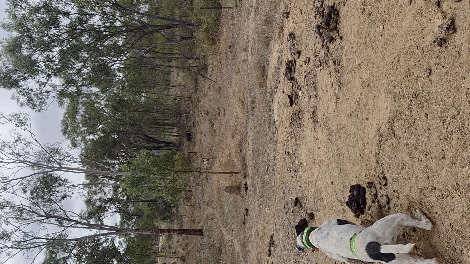 Boar put the afterburners on haha