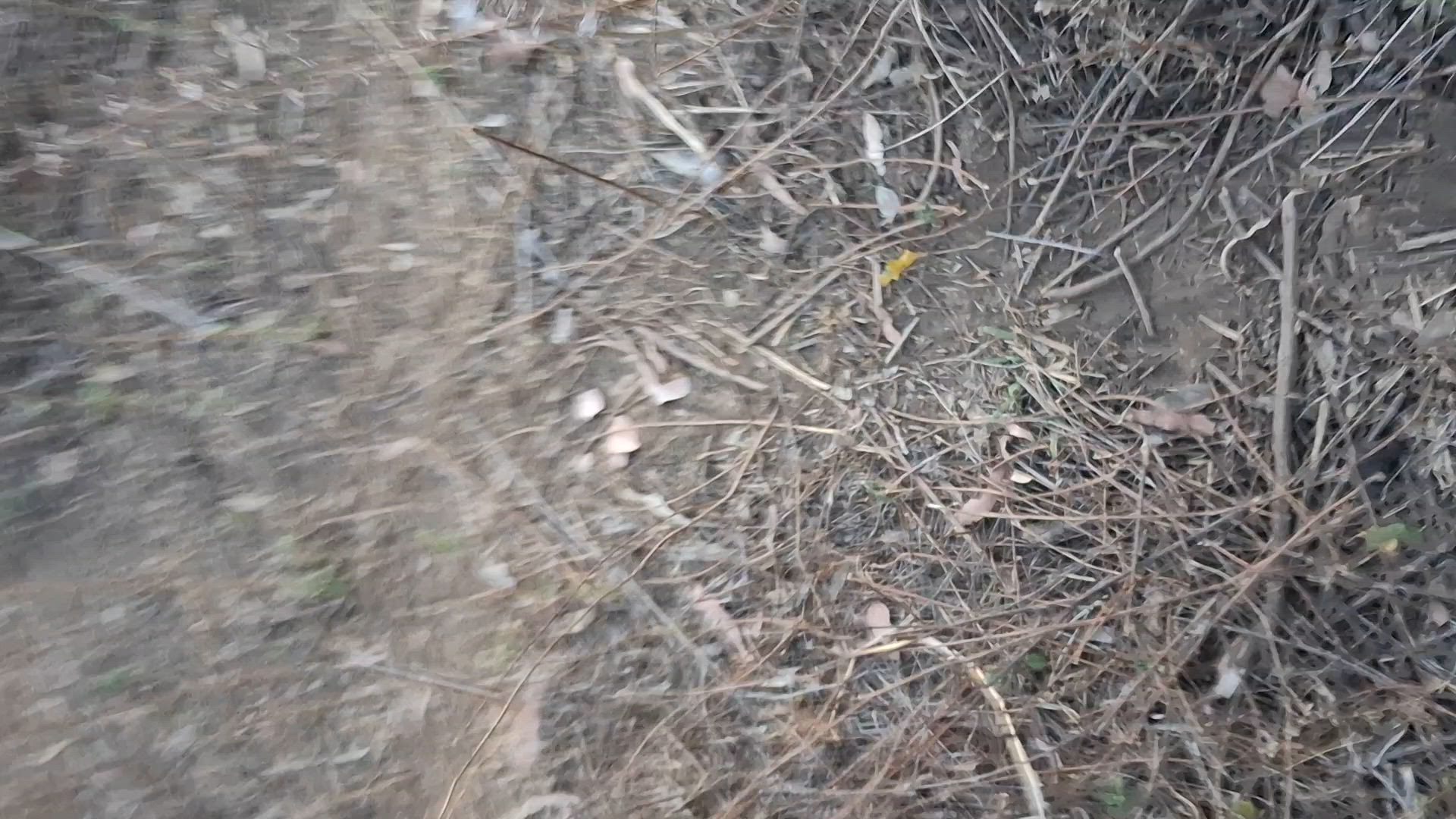 good work from the dogs pulling this good boar up