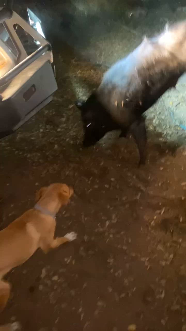 boars