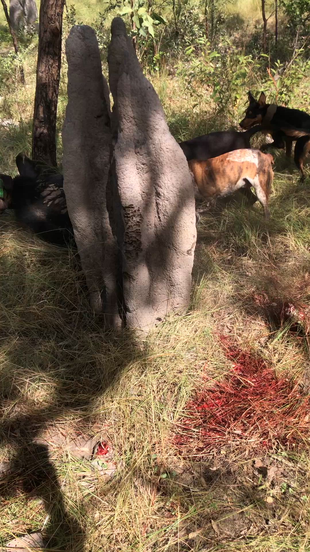 another solid NT boar