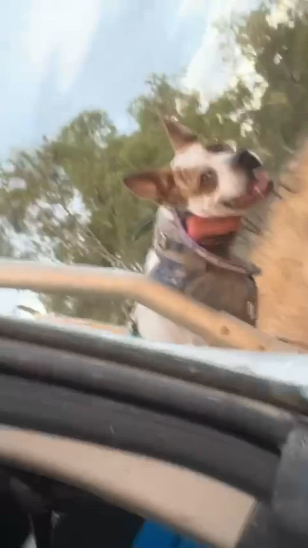 Wrong dog!!