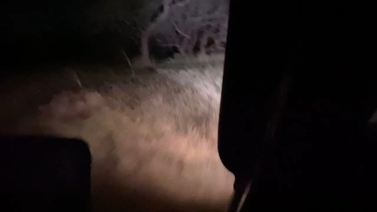 Wetseason Build Up Boar