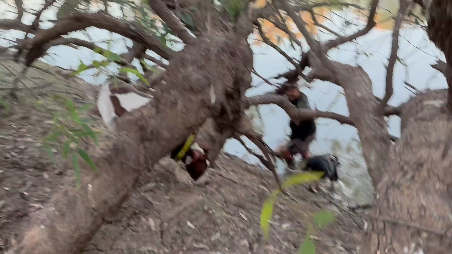 Deadly Boar 3 over 100 kg Part 2