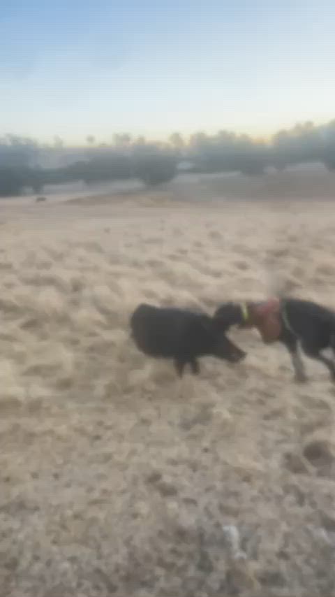 Dave on a pig