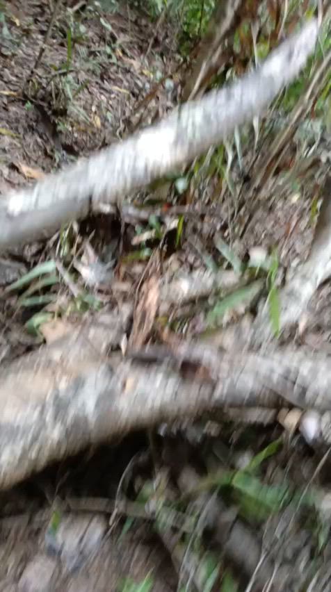 old dogs did well this day pulling this big fel...