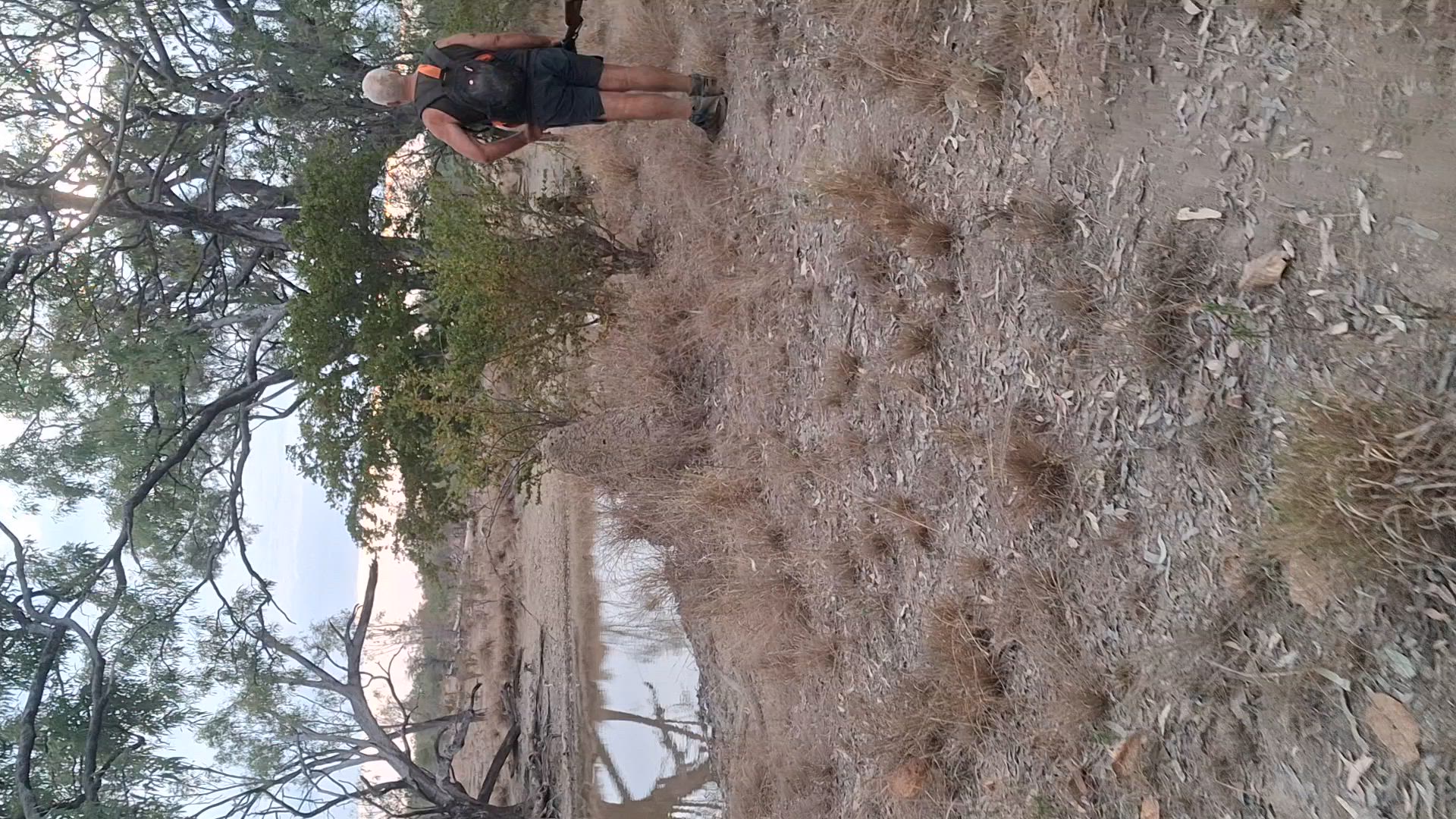 good training for dogs