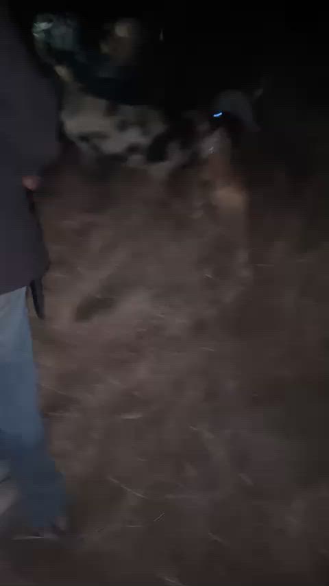 not a bad pig for the night