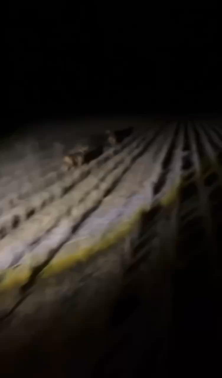 some good boars