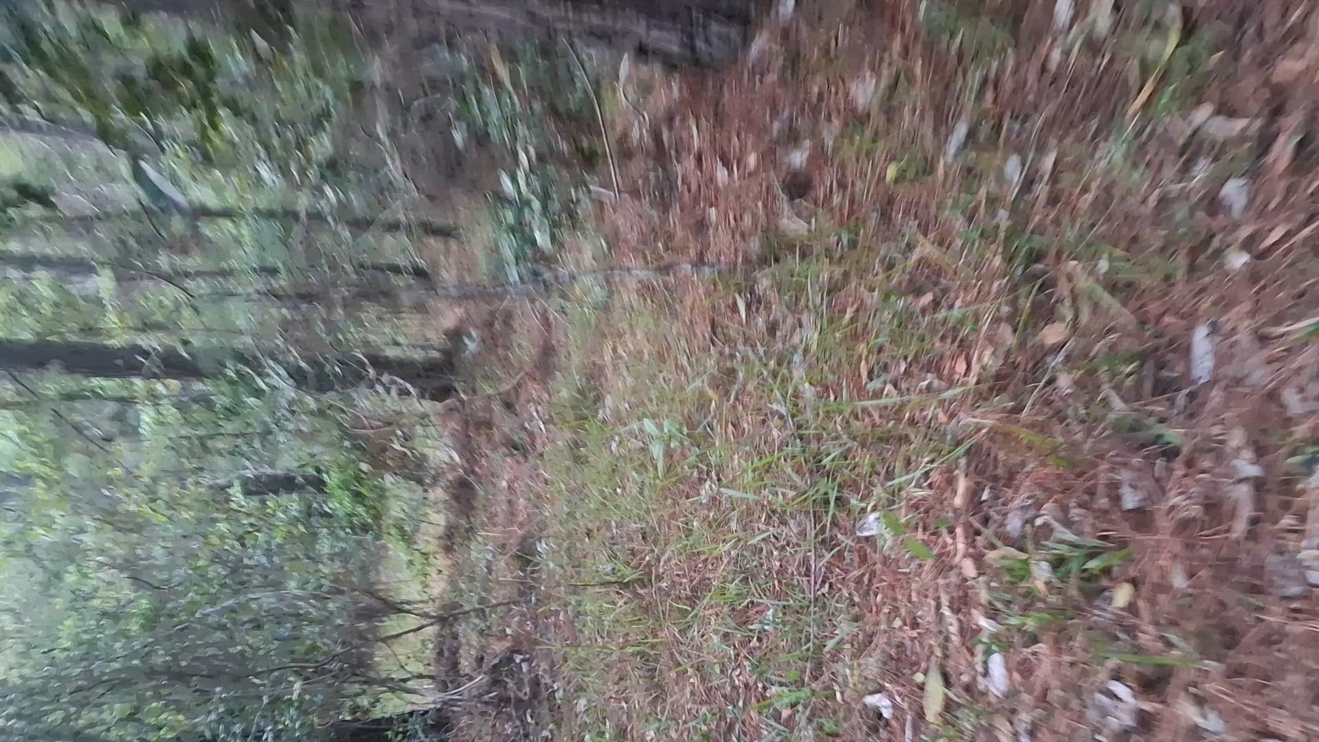 some old Pig video from last year