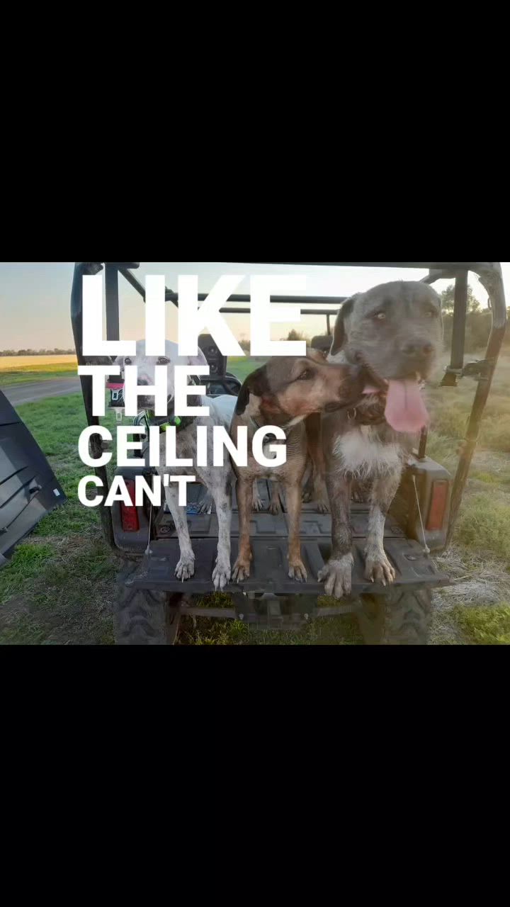 good sow for the arvo