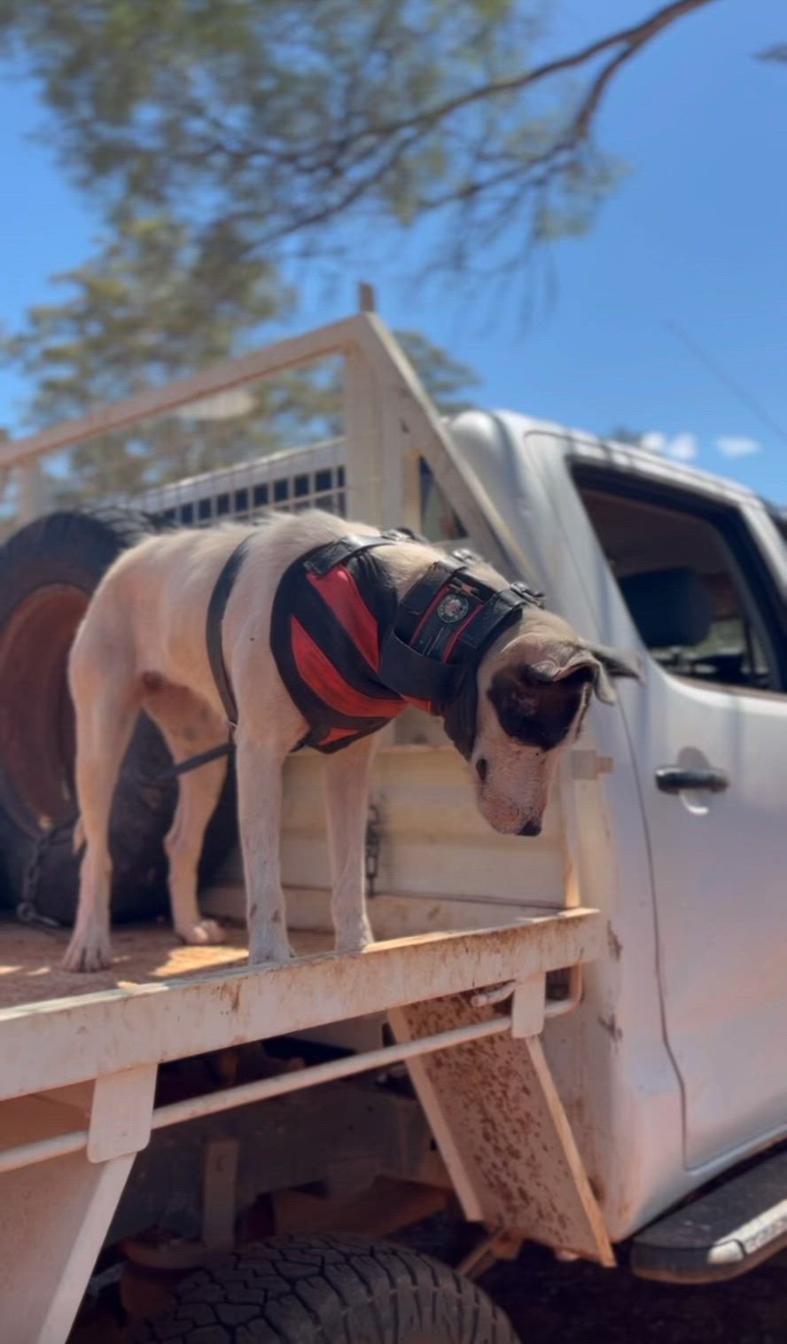 Cranky lil boar 🤙🏽