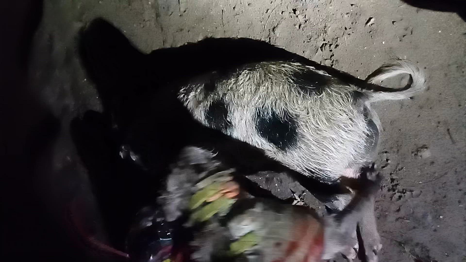 pig doggin