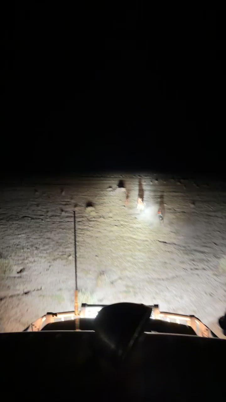 handy boar on the flats