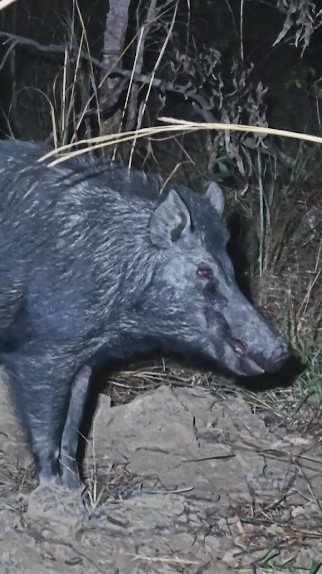 Episode 1 Bailed & Nailed