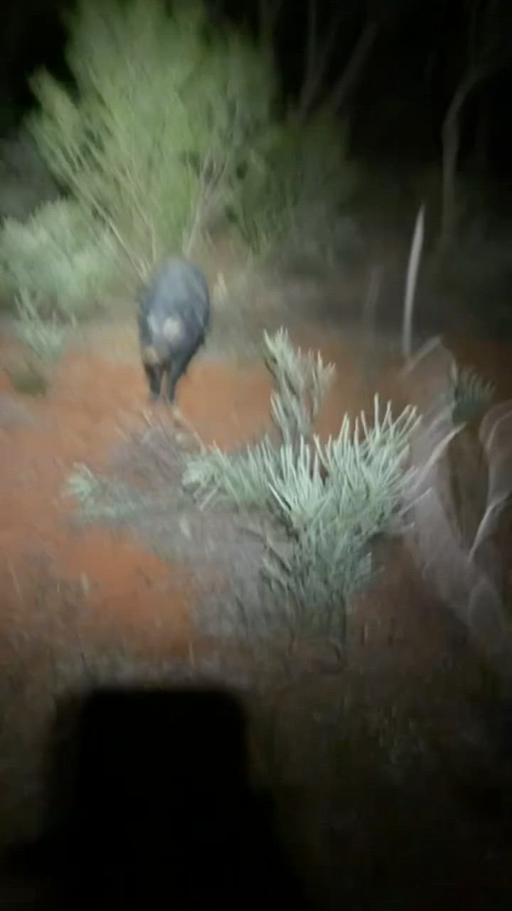 good hit up on a good boar