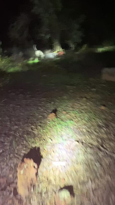 🐗🐗